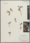 Foto von Salix arctica Pall.